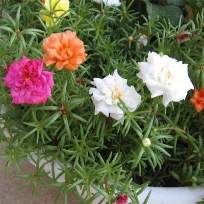 Rose Moss, Portulaca Grandiflora – image 6