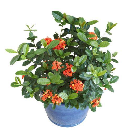 Ixora Different colours – image 4