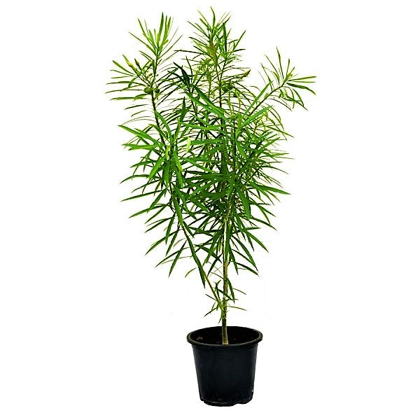 Thevetia Peruviana, Cascabela Thevetia, Yellow Oleander – image 5