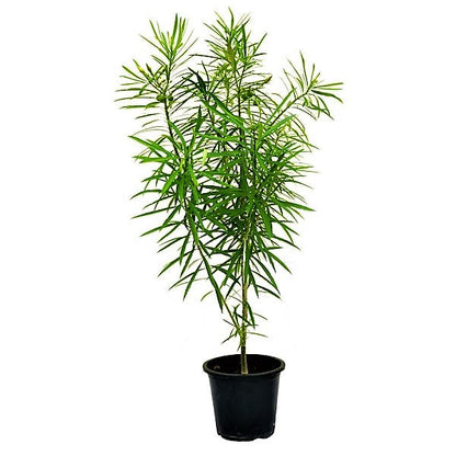 Thevetia Peruviana, Cascabela Thevetia, Yellow Oleander – image 5