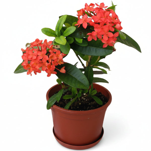 Ixora Different colours – image 6