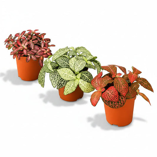 Fittonia , Nerve , Mosaic , Net Plant – image 1