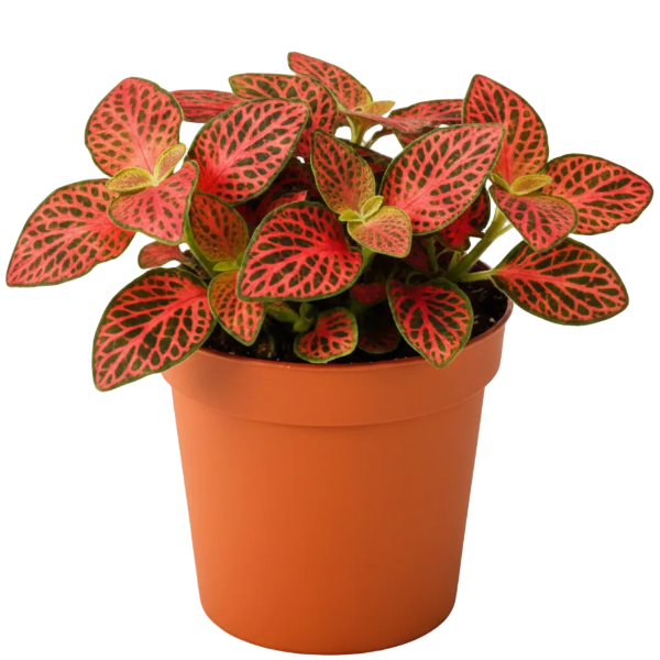 Fittonia , Nerve , Mosaic , Net Plant – image 6
