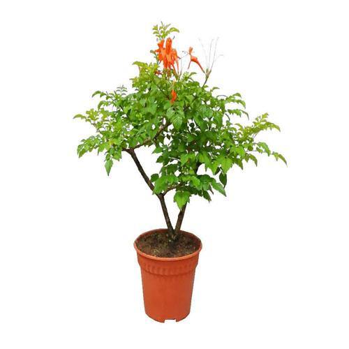 Tecomaria Capensis, Cape Honeysuckle, Red, Orange and Yellow – image 4