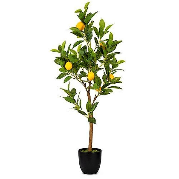 Lemon Tree, Citrus Lemon – image 5