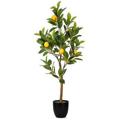 Lemon Tree, Citrus Lemon – image 5