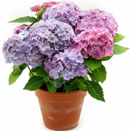 Hydrangea – image 1
