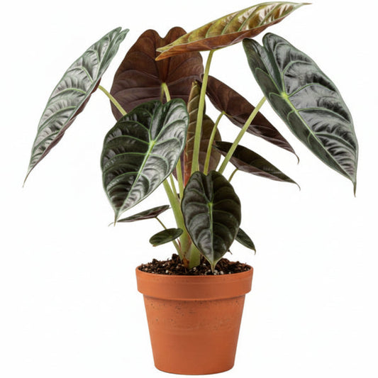 Alocasia Red Secret, Elephant Ear – Green Plants