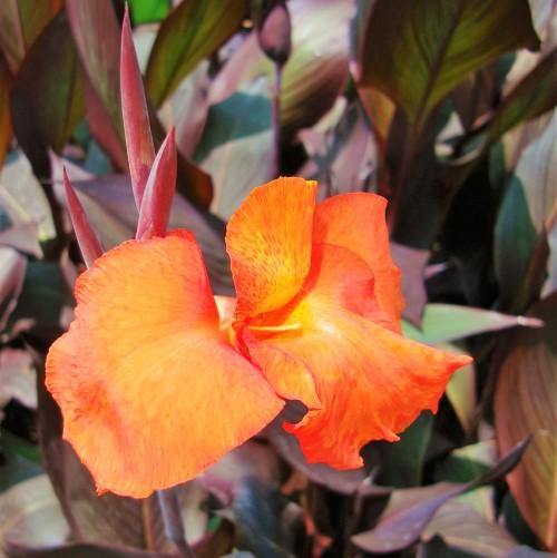 Canna Indica, Purpurea – image 2