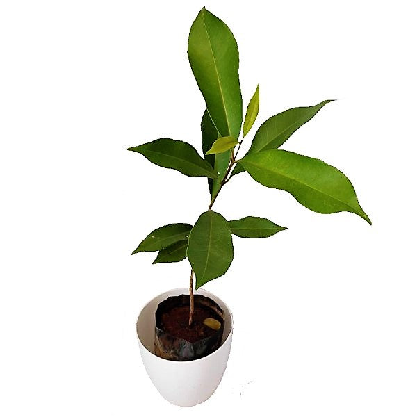 Black Plum, Syzygium Cumini, Java Plum, Jamun, Jambolan – image 5