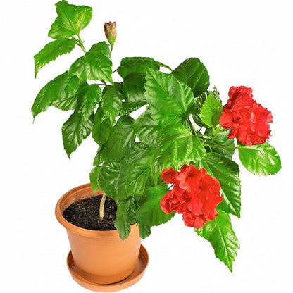 Sinensis Red, Hibiscus Rosa – image 3