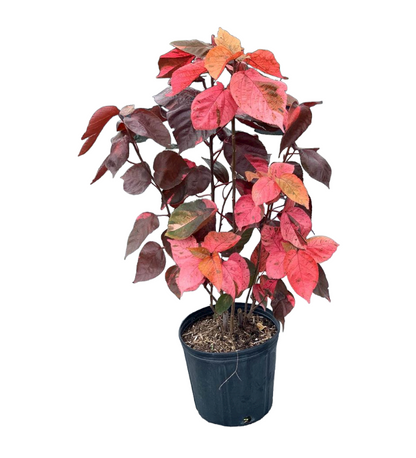 Acalypha wilkesiana, Tri Color – image 3