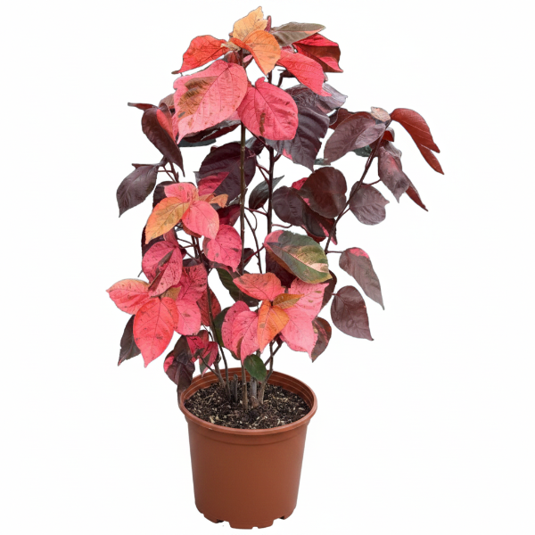 Acalypha wilkesiana, Tri Color – image 1