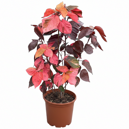 Acalypha wilkesiana, Tri Color – image 1