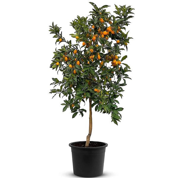 Fortunella margarita, Kumquat – image 3