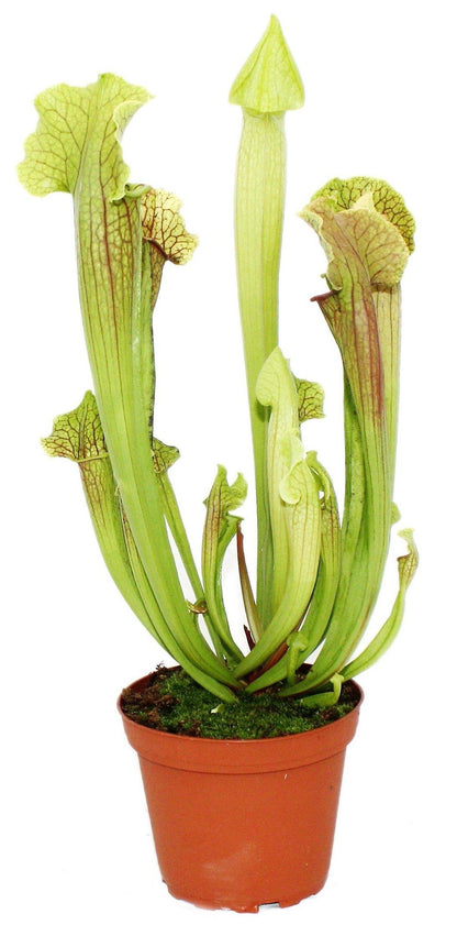 American Pitchers , Sarracenia – image 3