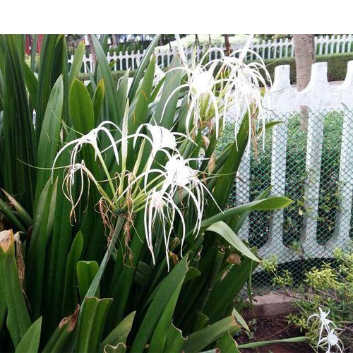Spider Lily, Hymenocallis Littoralis, Lilly – image 4