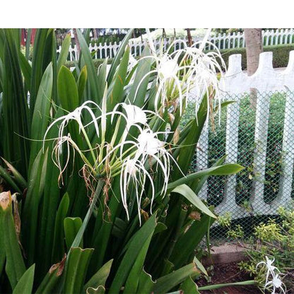 Spider Lily, Hymenocallis Littoralis, Lilly – image 4
