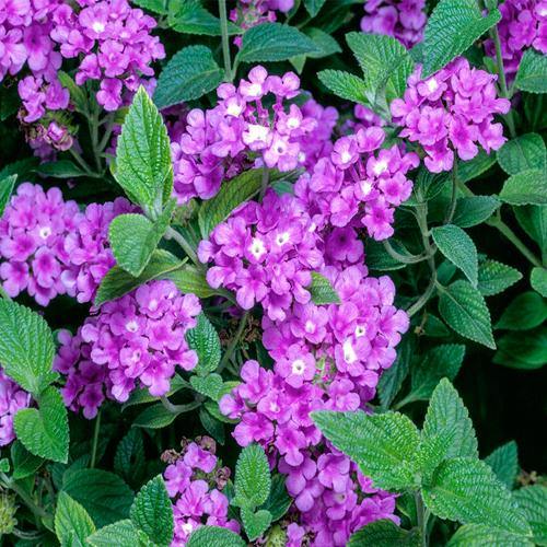 Lantana Montevidensis Purple, Trailing lantana – image 2