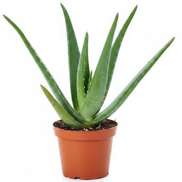 Aloe Vera, Medicina Aloe, Savila, Outdoor – image 4