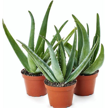Aloe Vera, Medicina Aloe, Indoor – image 2