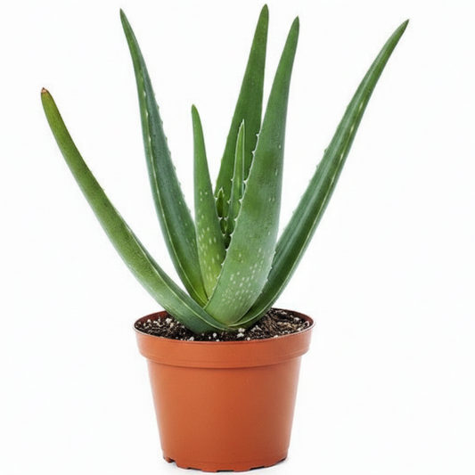 Aloe Vera, Medicina Aloe, Indoor – image 1