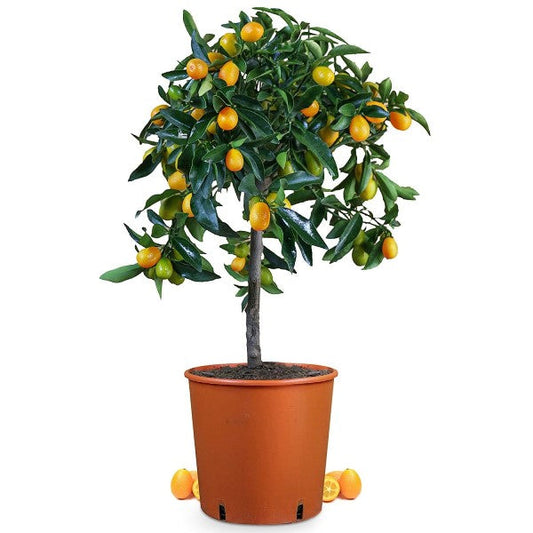 Fortunella margarita, Kumquat – image 1