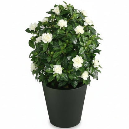 Gardenia Jasminoides, Cape Jasmine, Outdoor – image 3
