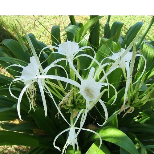 Spider Lily, Hymenocallis Littoralis, Lilly – image 5