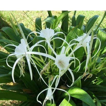 Spider Lily, Hymenocallis Littoralis, Lilly – image 5