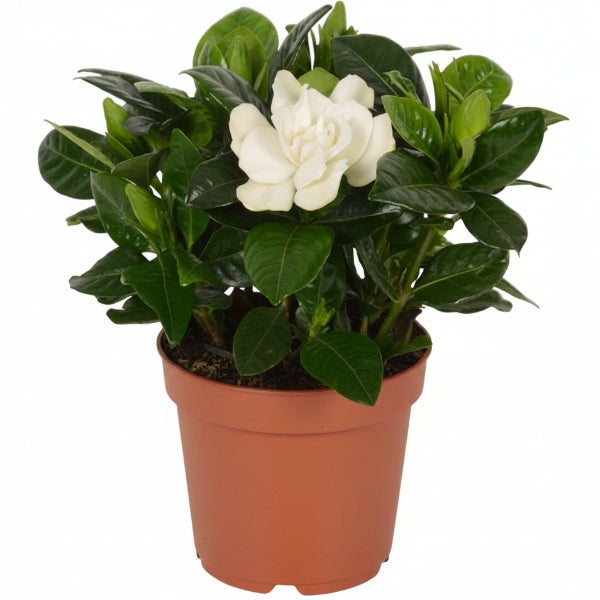 Gardenia Jasminoides, Cape Jasmine, Outdoor – image 1