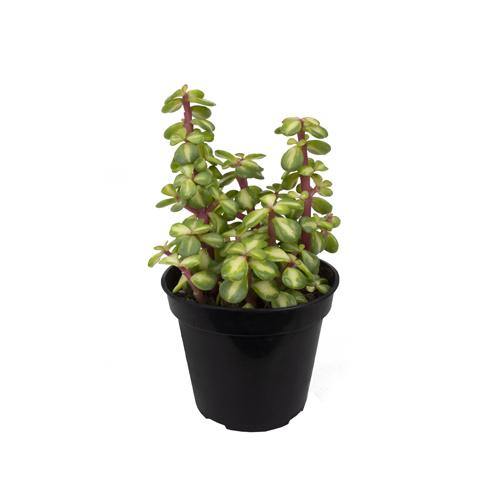 Portulacaria Afra, Elephant Bush – image 3