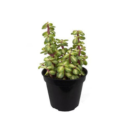 Portulacaria Afra, Elephant Bush – image 3