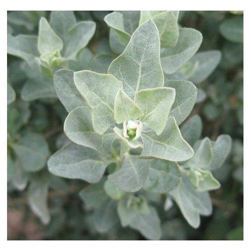 Atriplex halimus, Salt Bush – image 3