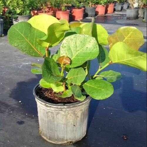 Coccoloba uvifera, Sea Grape – image 4