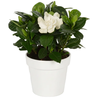 Gardenia Jasminoides, Cape Jasmine, Outdoor – image 5