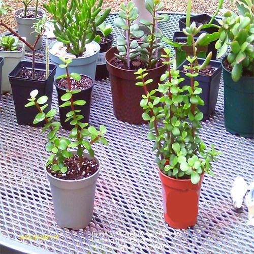 Portulacaria Afra, Elephant Bush – image 4