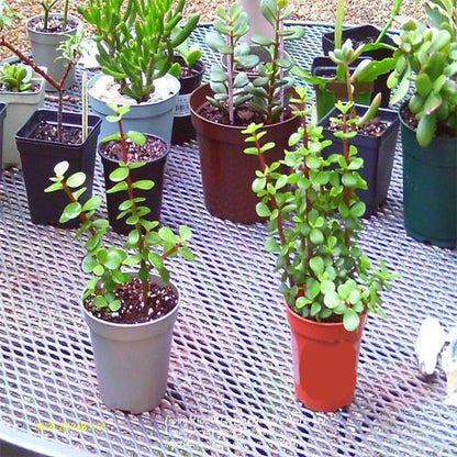 Portulacaria Afra, Elephant Bush – image 4