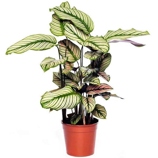 Calathea White Star, Majestic Calathea – image 1