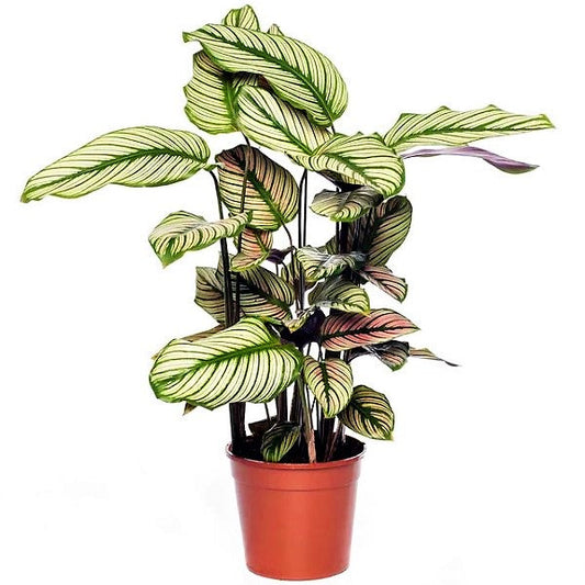 Calathea White Star, Majestic Calathea – image 1