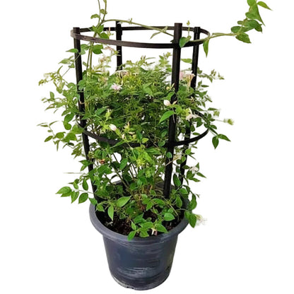 Jasminum Grandiflora, Grandiflorum, Jasmine Climber – image 5