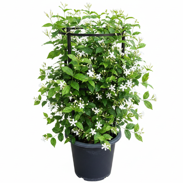 Jasminum Grandiflora, Grandiflorum, Jasmine Climber – image 1