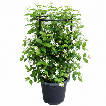Jasminum Grandiflora, Grandiflorum, Jasmine Climber – image 1