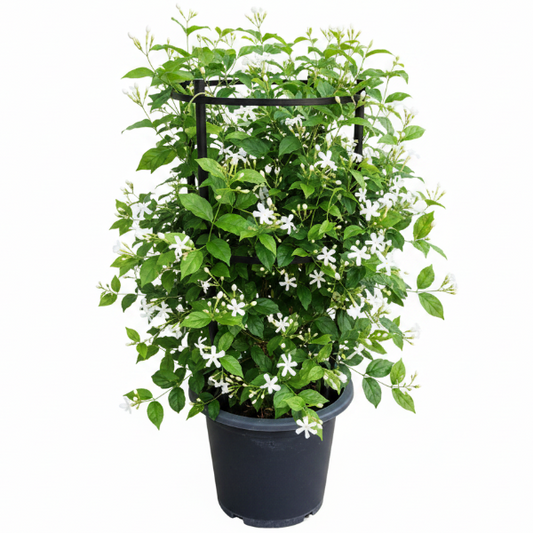 Jasminum Grandiflora, Grandiflorum, Jasmine Climber – image 1