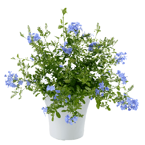 Plumbago Capensis, The Blue Plumbago – image 2