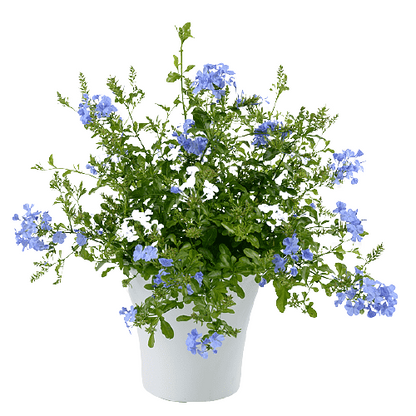 Plumbago Capensis, The Blue Plumbago – image 2