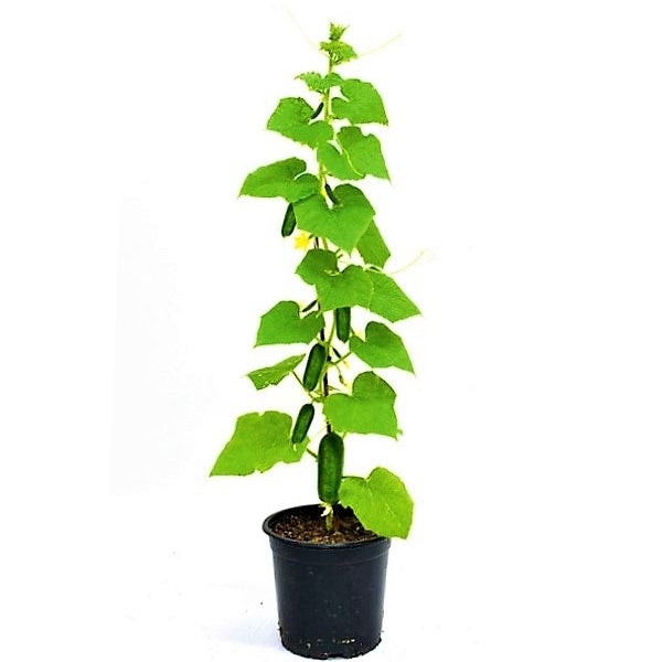 Cucumber Plant – image 4