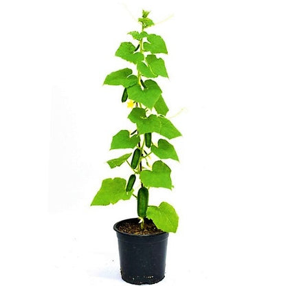 Cucumber Plant – image 4