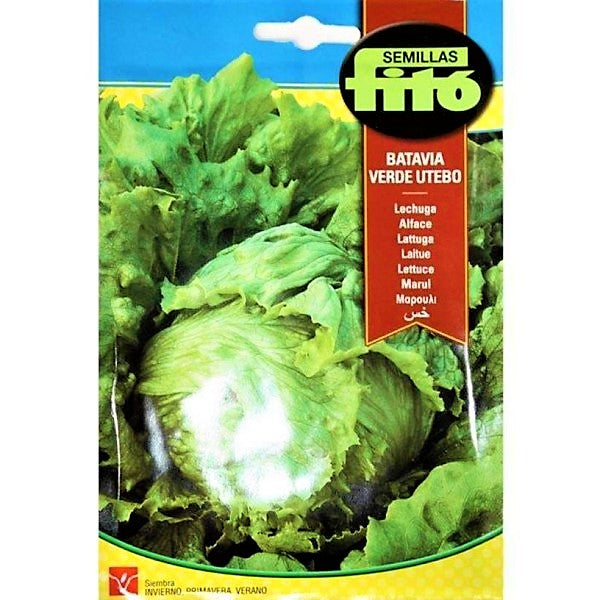 Lettuce Webbs Wonderful  Seeds – image 1