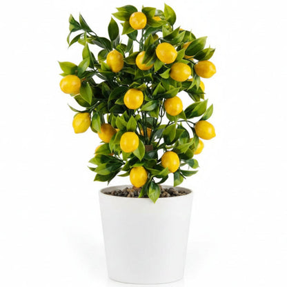 Lemon Tree, Citrus Lemon – image 7